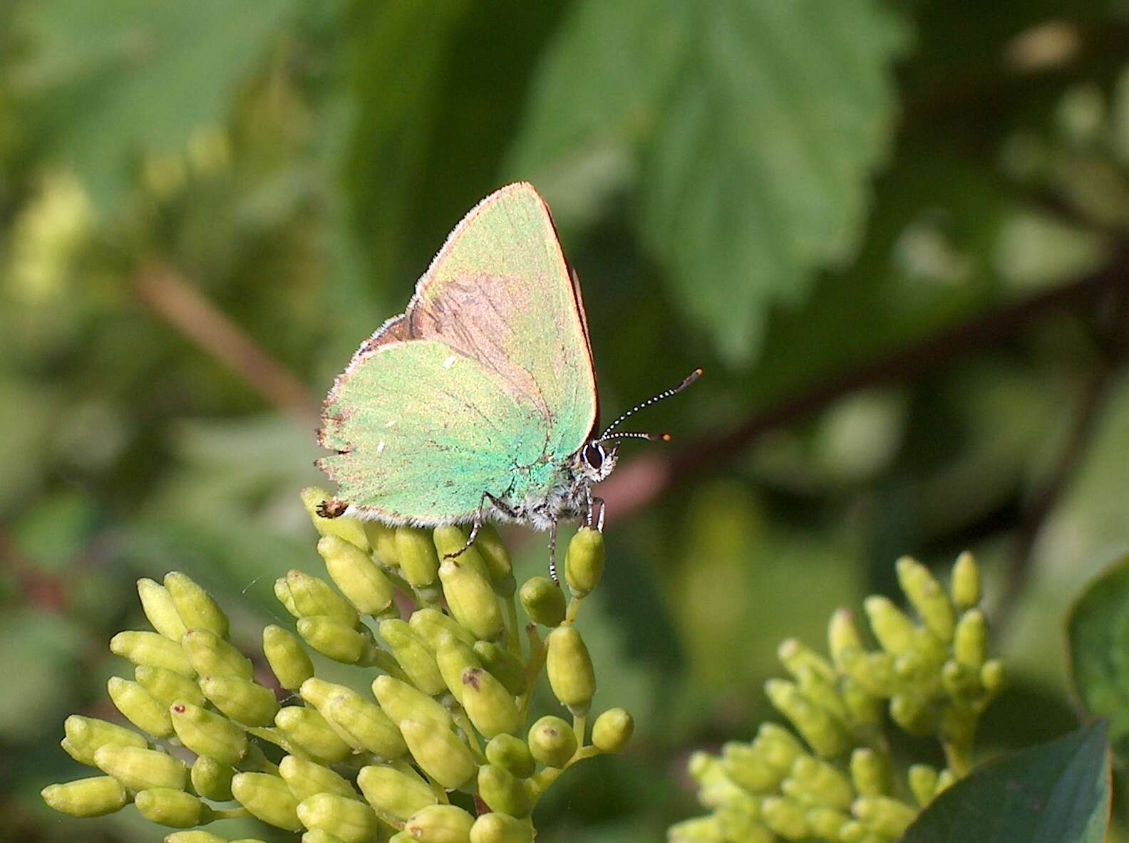 Plancia ëd Callophrys rubi (Linnaeus 1758)