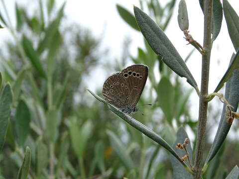 Image of Paphos Blue