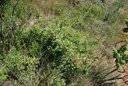 Imagem de Crataegus pallasii Griseb.