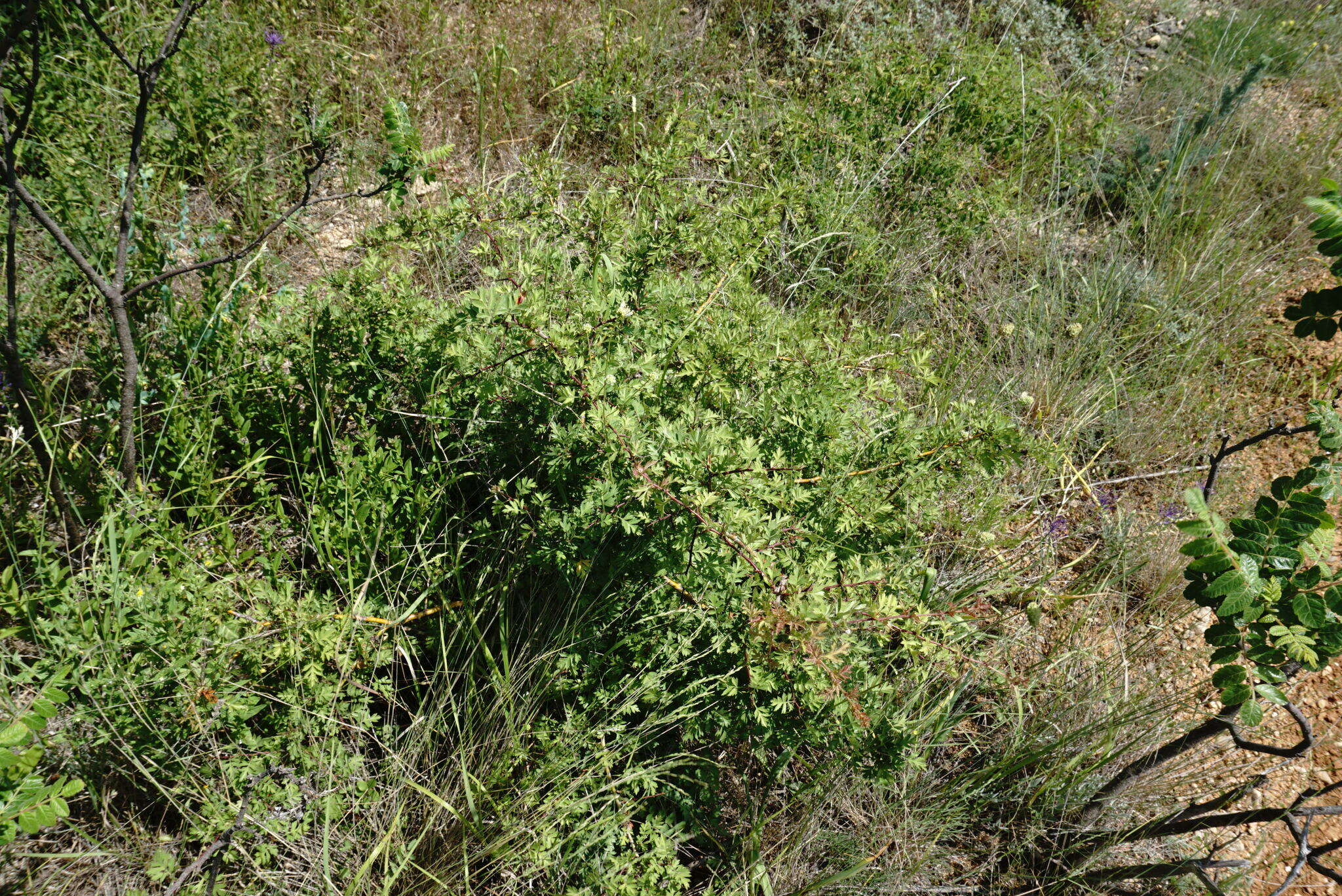 Plancia ëd Crataegus pallasii Griseb.