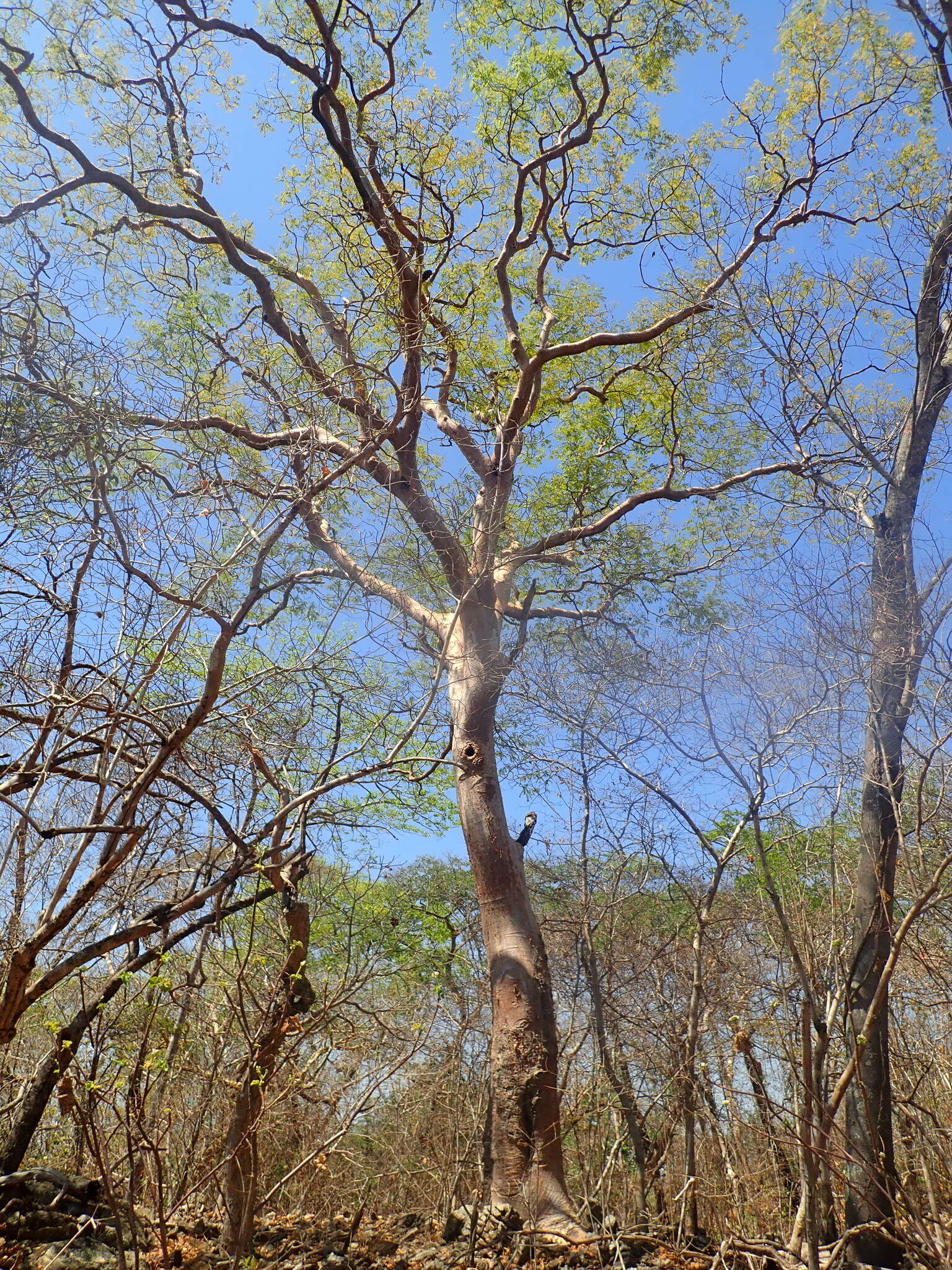 Imagem de Amburana cearensis (Allemao) A. C. Sm.