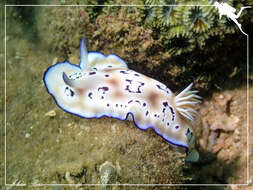 Image of Goniobranchus leopardus (Rudman 1987)