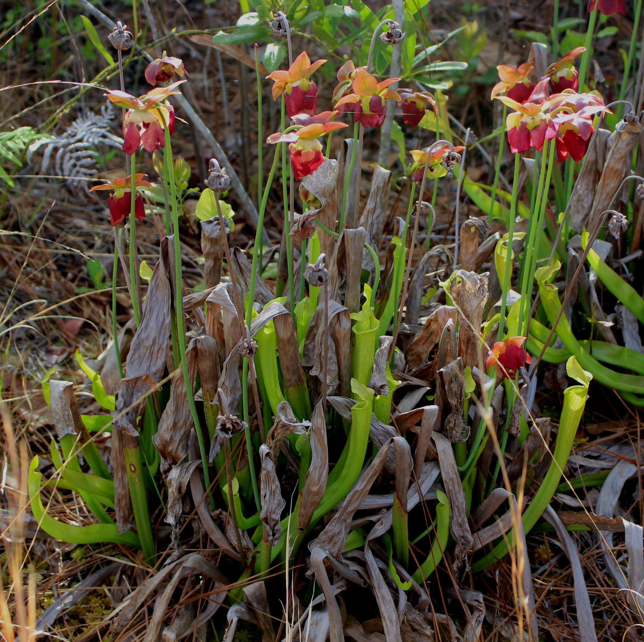 Image of Alabama Cranebrake Pitcherplant