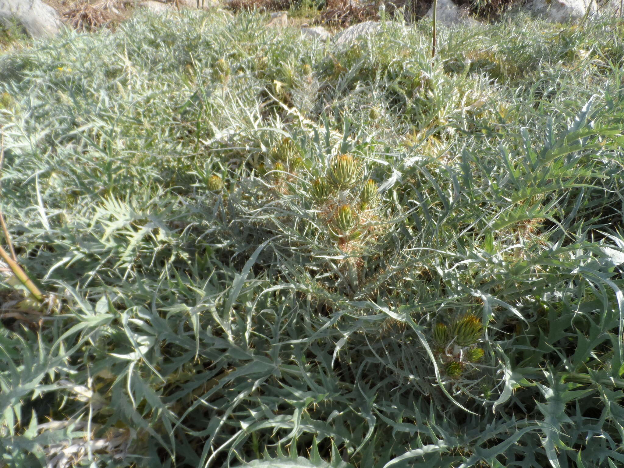 Слика од Cynara cardunculus subsp. cardunculus