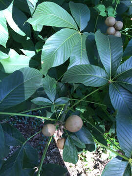 Image of painted buckeye