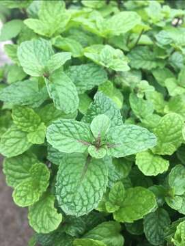 Image of Mentha spicata subsp. condensata (Briq.) Greuter & Burdet