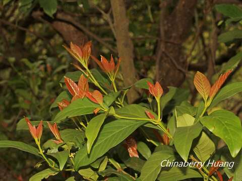 Image de Aidia cochinchinensis Lour.