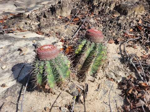 Imagem de Melocactus bahiensis (Britton & Rose) Luetzelb.