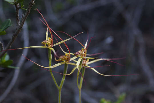 Image de Caladenia caesarea subsp. maritima Hopper & A. P. Br.