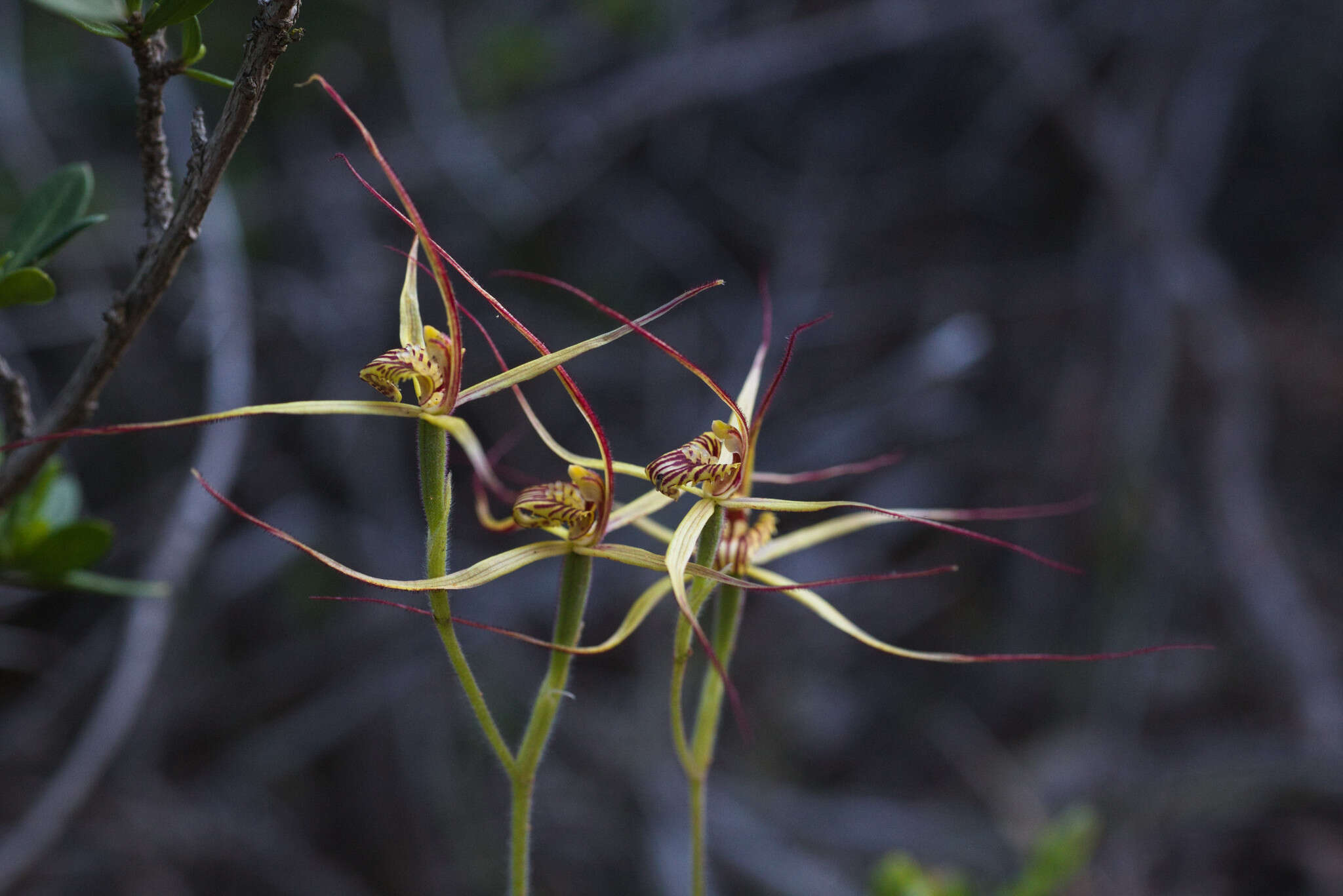 Image of Cape spider orchid