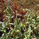 Image of Helianthemum gorgoneum Webb