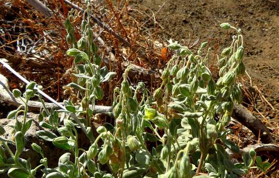 Image of Helianthemum gorgoneum Webb