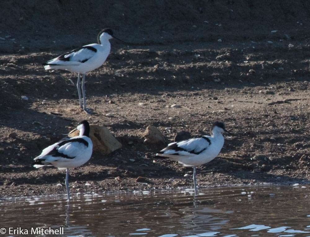 Image de Avocette à tête noire