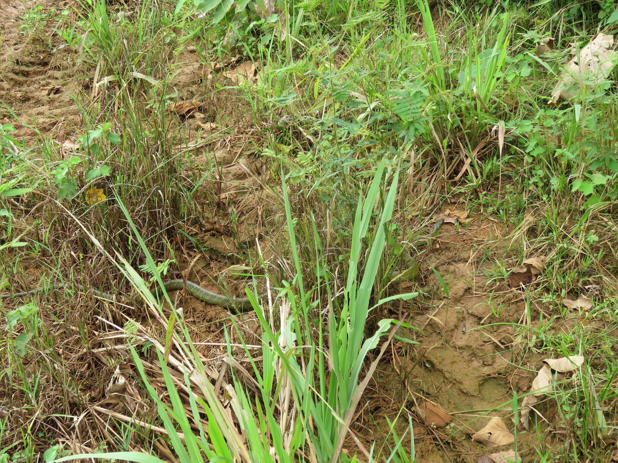 Image of Amazon Puffing Snake