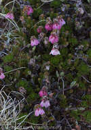 Imagem de Harrimanella stelleriana (Pall.) Coville