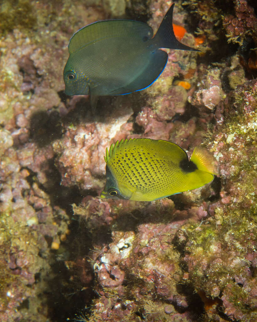 Image of Lemon Butterflyfish