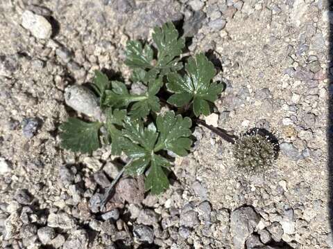 Image of Ripley's springparsley