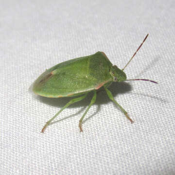 Image of Stink bug