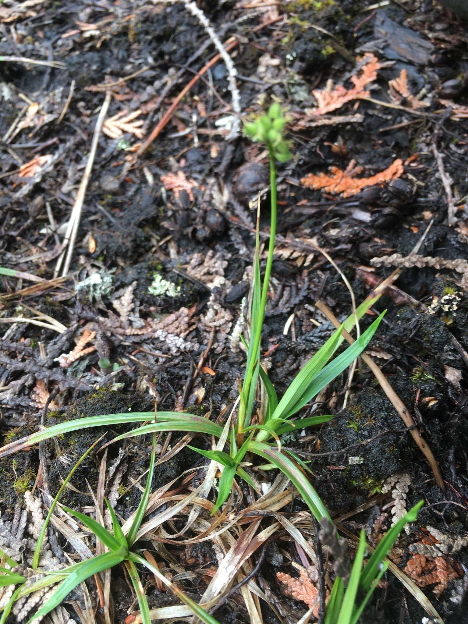 Image of low northern sedge