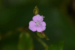 Image de Tradescantia poelliae D. R. Hunt