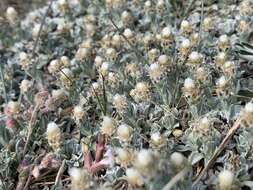 Image de Antennaria soliceps Blake