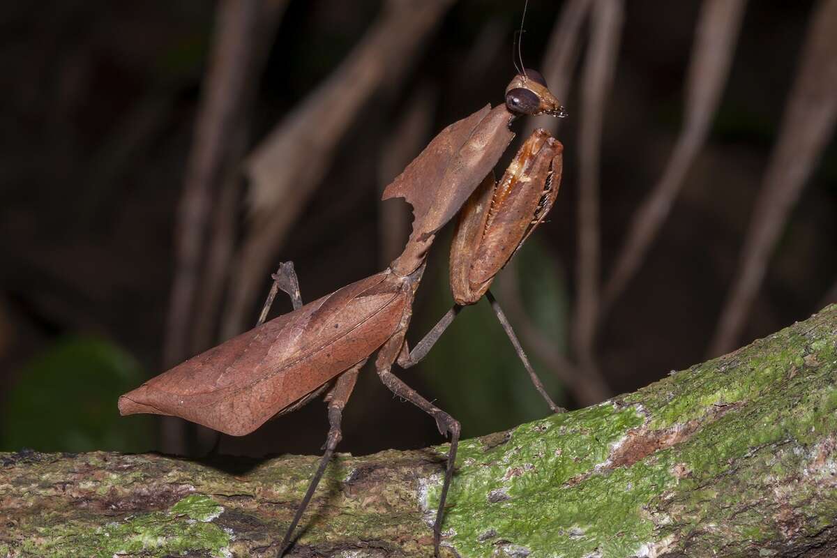 Image of Deroplatys desiccata Westwood 1839