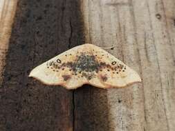 Image of Cyclophora lennigiaria Fuchs 1883