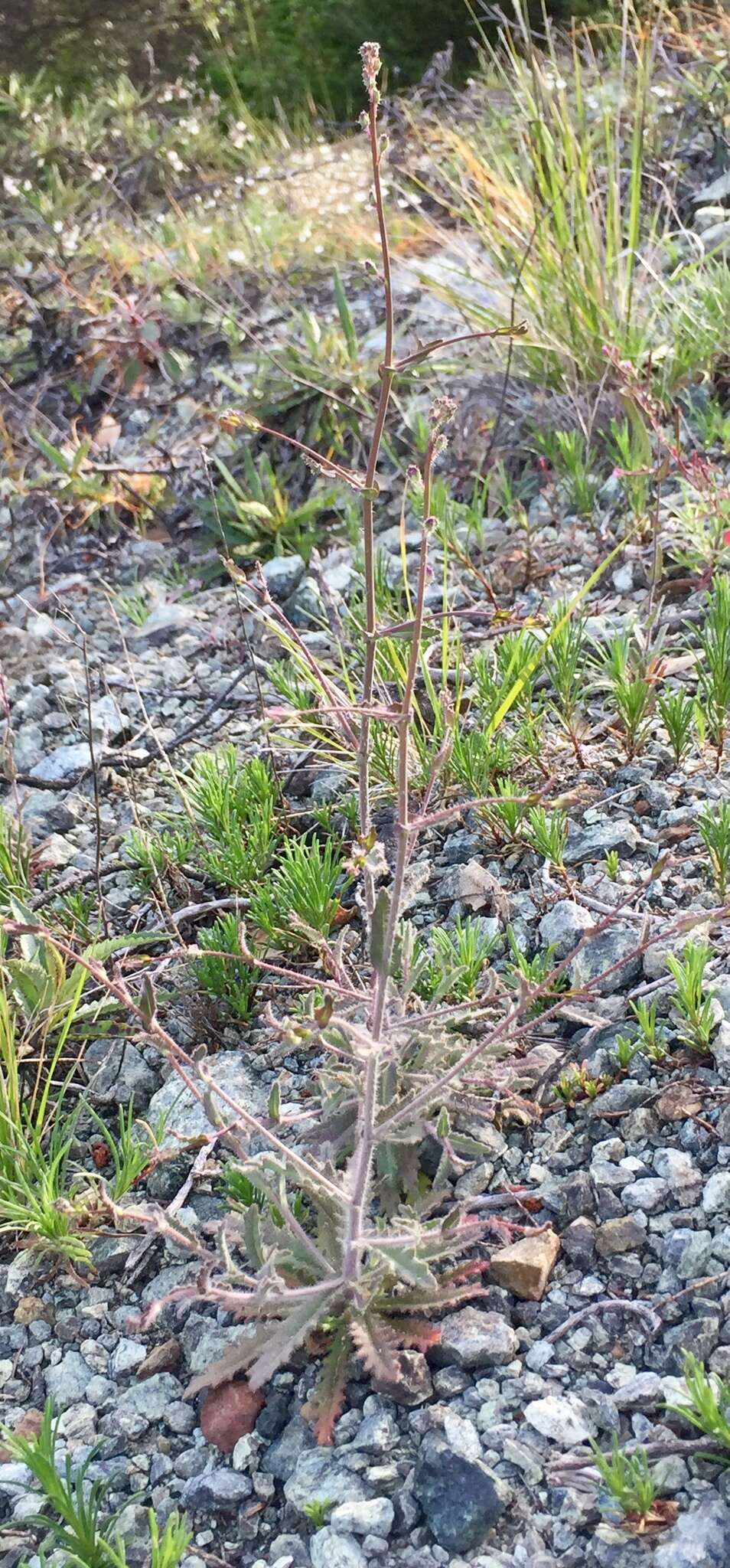 Слика од Streptanthus glandulosus subsp. pulchellus (Greene) Kruckeb.