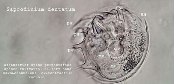 Image of Odontostomatea