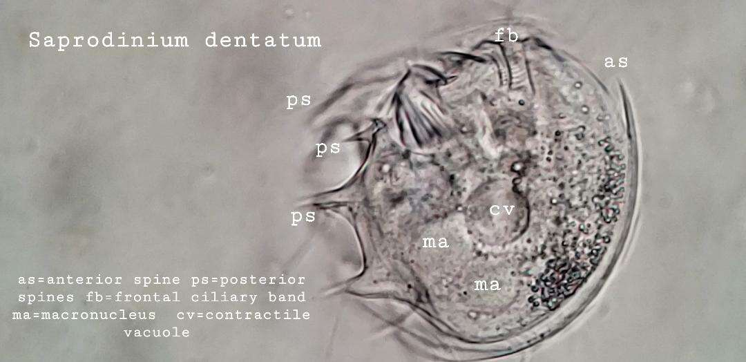 Imagem de Odontostomatea