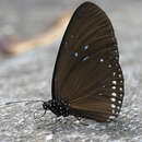 Image of Euploea sylvester harrisii Felder, C., Felder & R. 1865