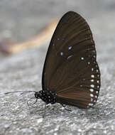 Image of Euploea sylvester harrisii Felder, C., Felder & R. 1865