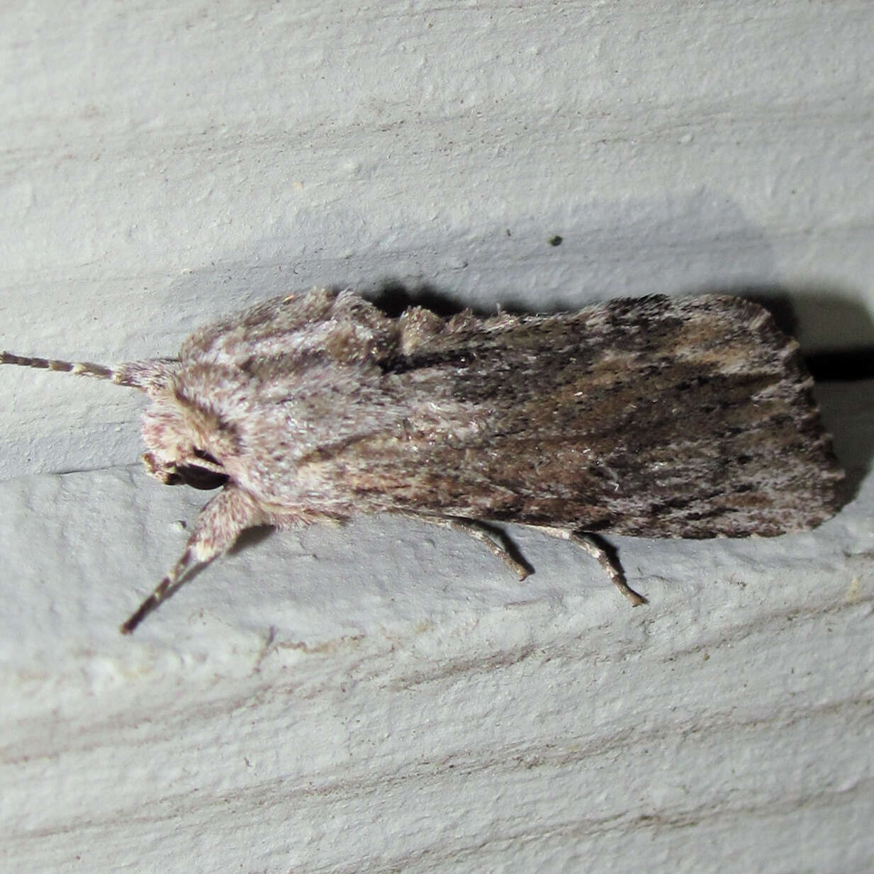 Image of Southern Armyworm Moth