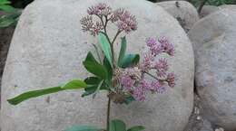 Image of Tessaria integrifolia Ruiz & Pav.