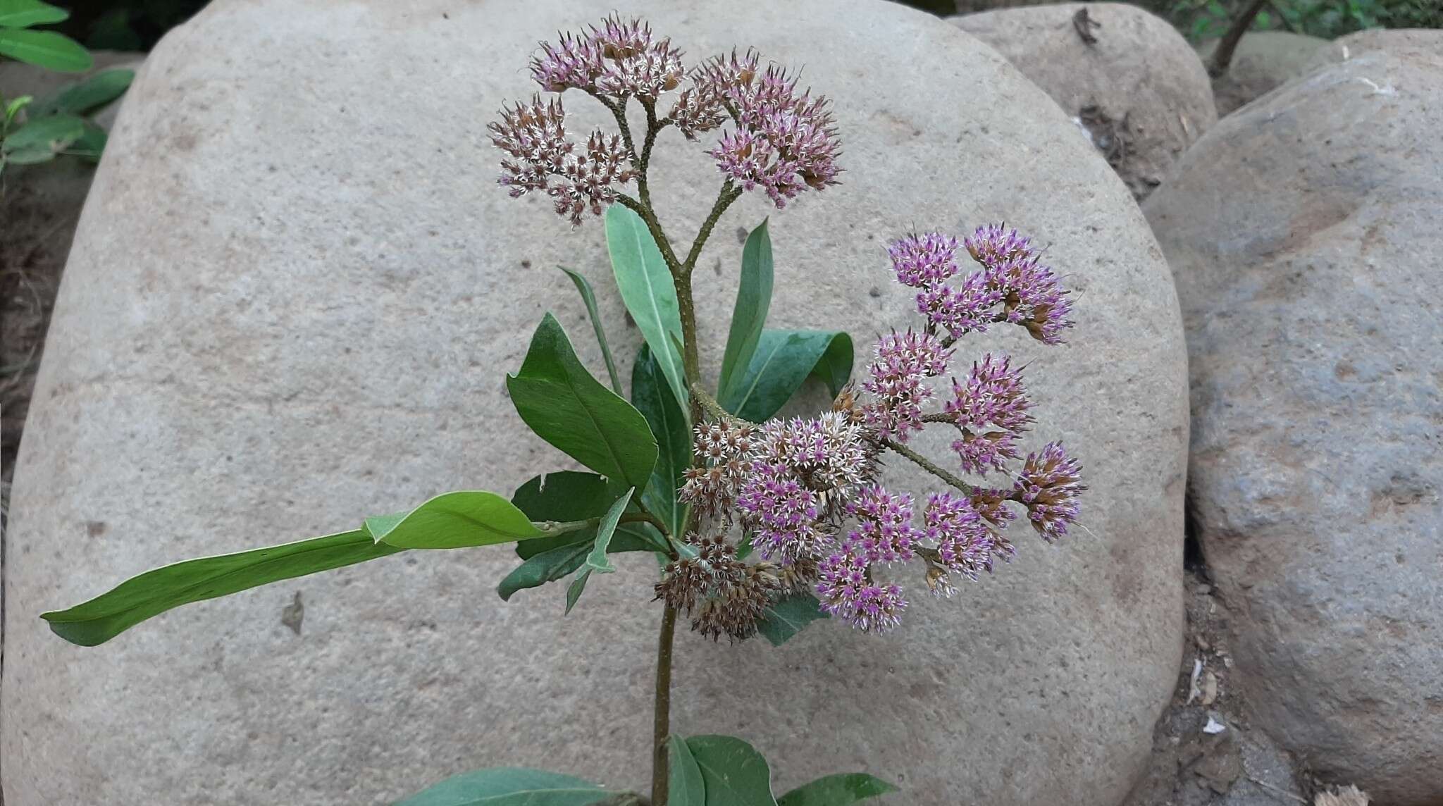 Image of Tessaria integrifolia Ruiz & Pav.