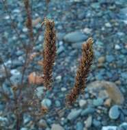 Image de Nepeta annua Pall.