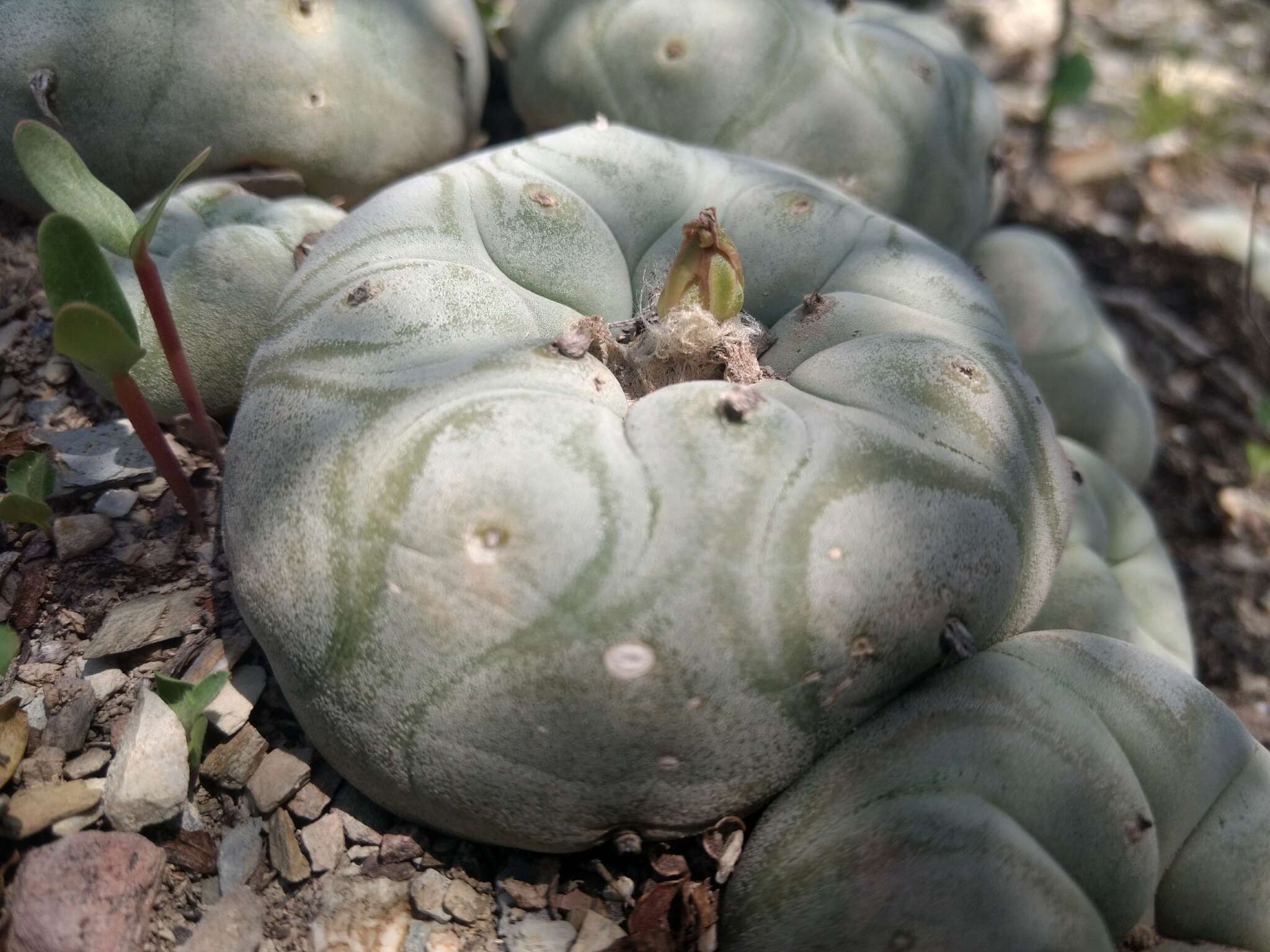 Image of Peyote