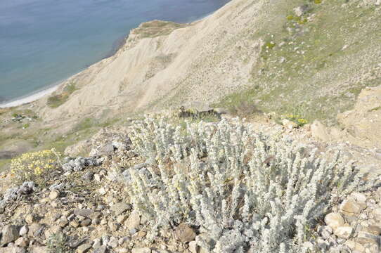 Image of Artemisia alpina Pall. ex Willd.