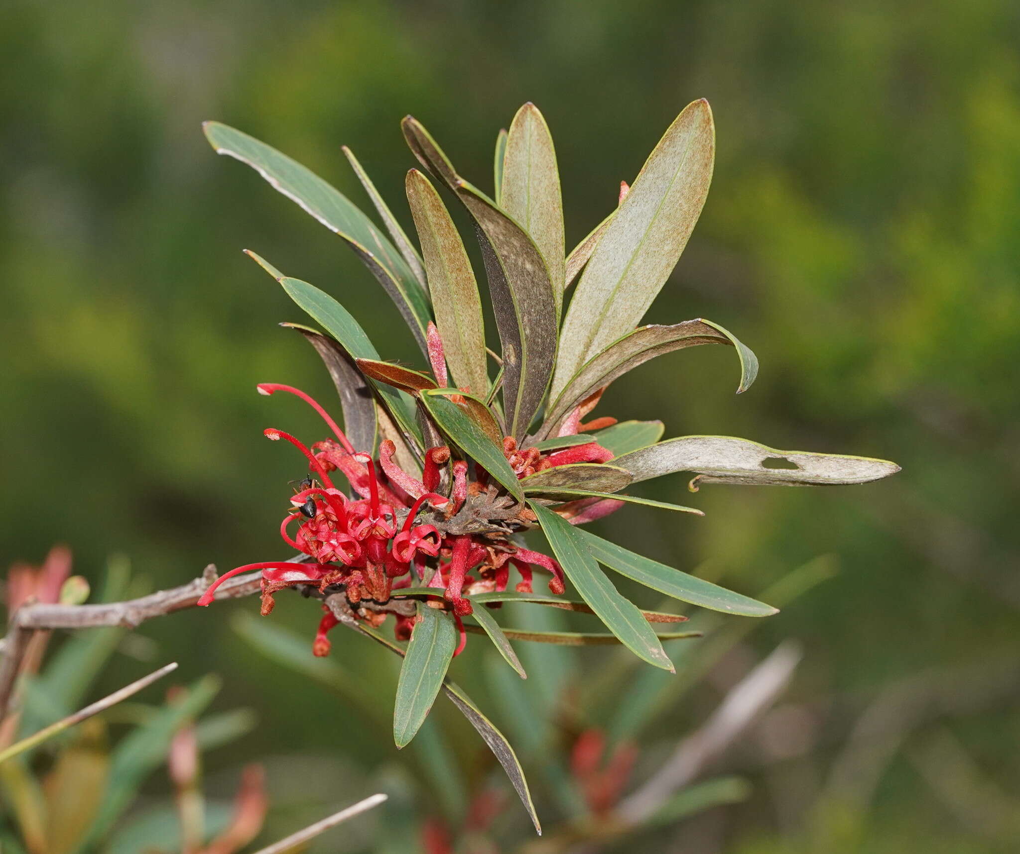 Image of Grevillea dimorpha F. Müll.