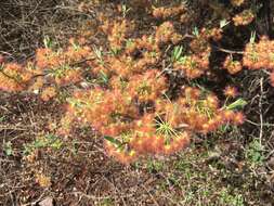 صورة Lasiocarpus ferrugineus Gentry