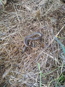 Image of Variable Black-naped Snake