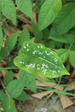 Image of Caladium Vent.