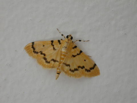 Image of <i>Dichocrocis clytusalis</i>