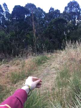 Image of tussock paspalum