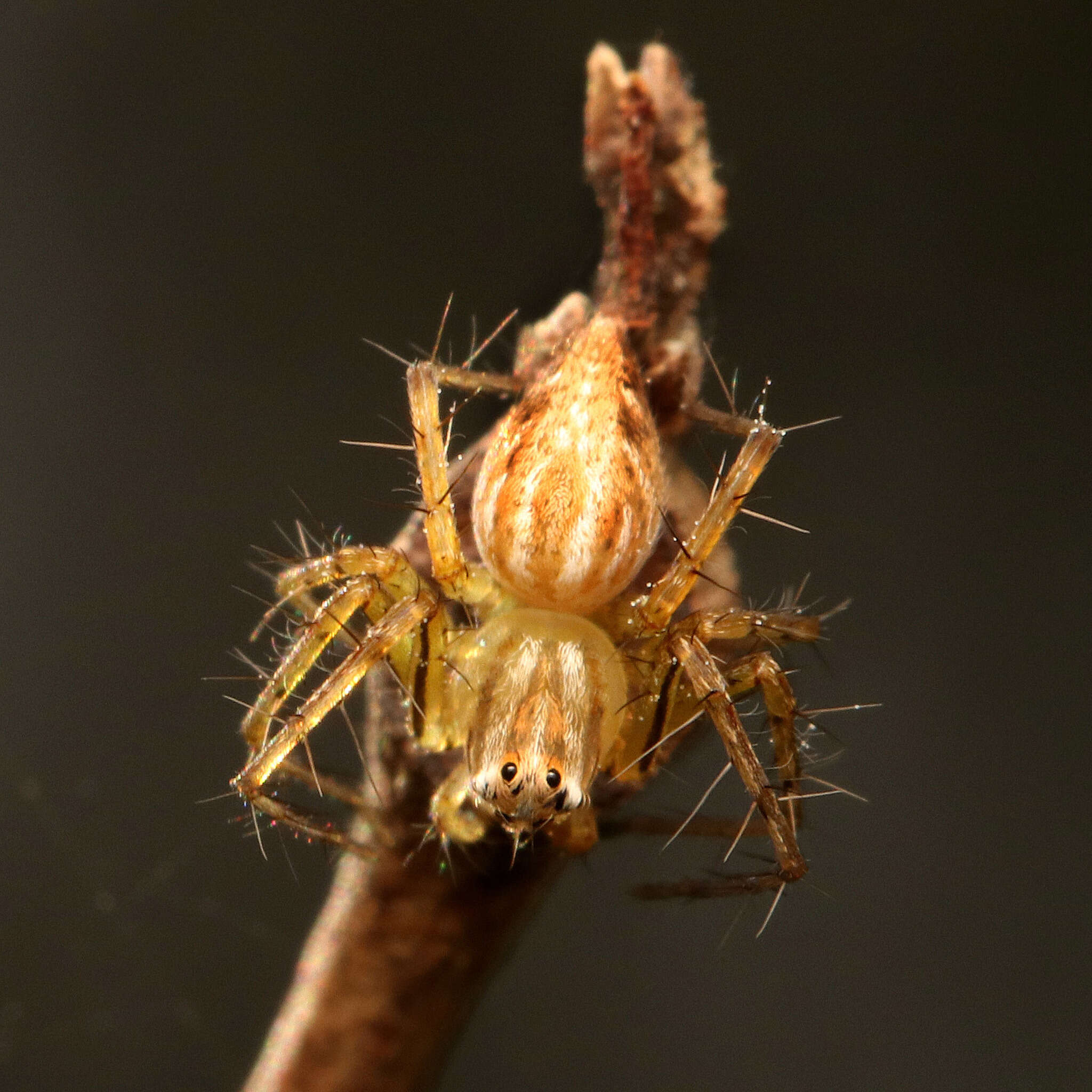 Image of Oxyopes elegans L. Koch 1878