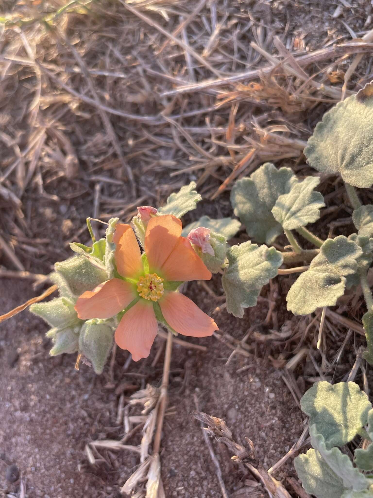 Image of woolly globemallow