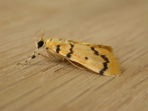 Image of <i>Dichocrocis clytusalis</i>