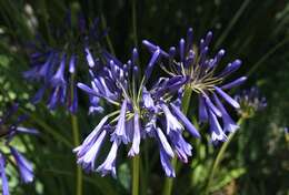 Imagem de Agapanthus inapertus subsp. hollandii (F. M. Leight.) F. M. Leight.