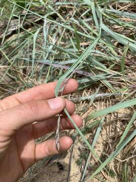 Image of Eragrostis interrupta P. Beauv.