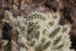 Image of Cylindropuntia imbricata subsp. rosea